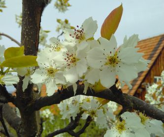 Blüten der Nashi Birne
