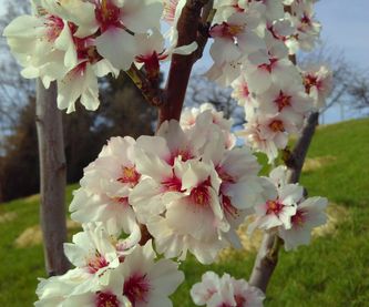 Prachtvolle Blüte der Fruchtmandel Palatina